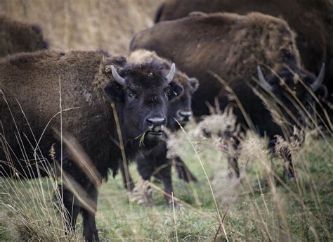 The Return Of The Bison Wild Herds Again Roam Illinois Iowa Prairies