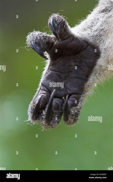 Koala Phascolarctos Cinereus Front Paw Stock Photo Alamy