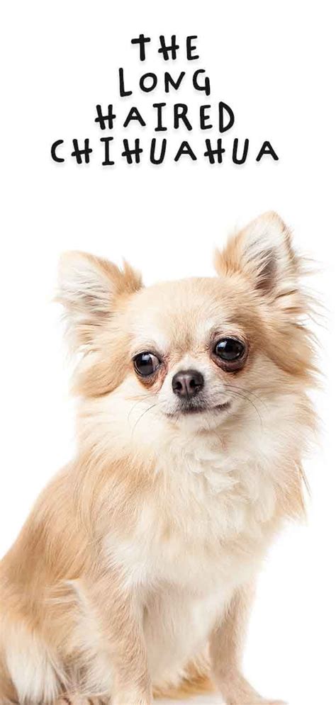 Long haired chihuahua is the oldest dog breed on the american continent and the smallest breed in the world. Long Haired Chihuahua - Care, Information and Fun Facts in ...
