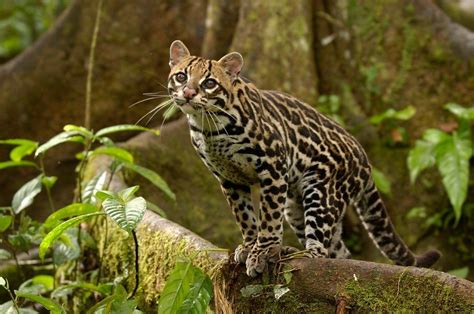 Margay Cat Facts Size Habitat Diet Kitten With Pictures