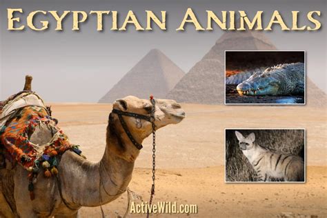 Top 155 Egypt Animals Names