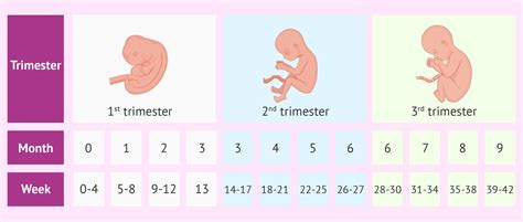 Pregnancy Stages By Month Fetal Development With Pictures