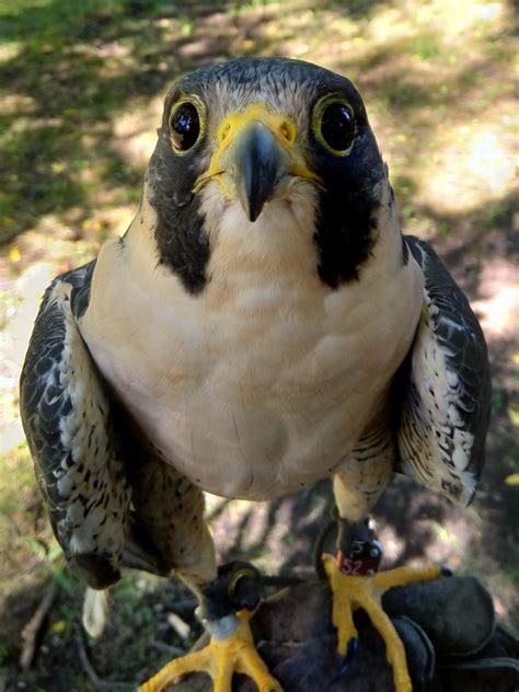 This front-facing peregrine falcon, glove-trained with a permanent wing injury [oc] : birdpics