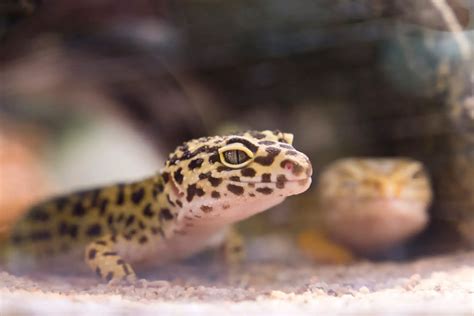 51 Of The Best Leopard Gecko Name Ideas And Suggestions
