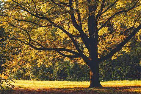 Premium Photo Huge Old Oak Tree With Yellow Leaves Backlit With Sun