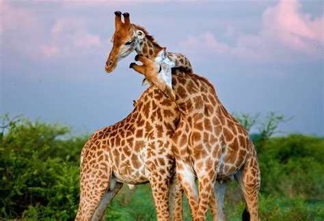 Scientists Shed New Light On The Sex Life Of Giraffes Earth Com