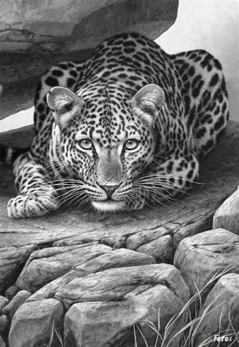 The geometric coloring pages are sure to be a hit with your child if they love experimenting with shapes and sizes. 106 bästa bilderna om Coloring pages - cats på Pinterest ...