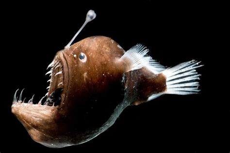 Deep Sea Anglerfish May Shed Luminous Bacteria Into The Ocean Water