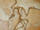 Feathered Dinosaur Fossil Pictures