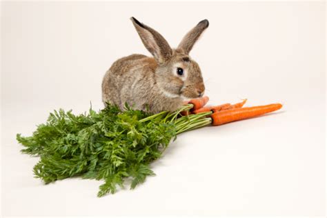 Rabbit Eating Carrots Stock Photo Download Image Now Istock