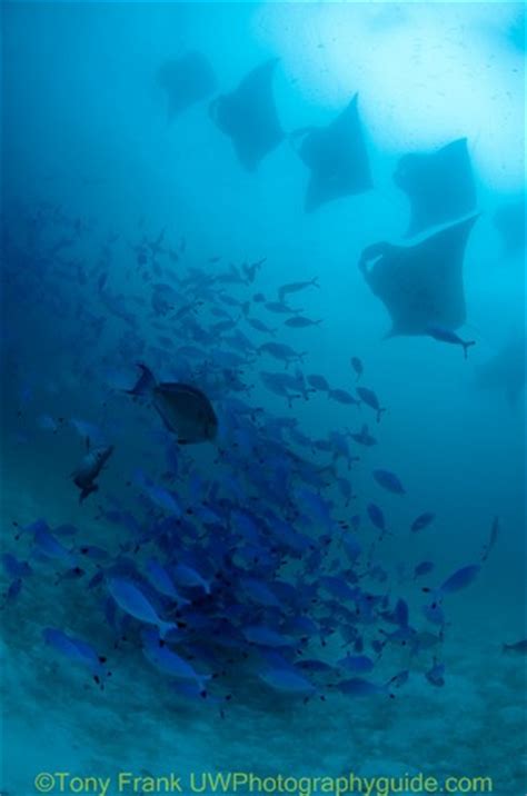 Hanifaru Bay Manta Rays Underwater Photography Guide