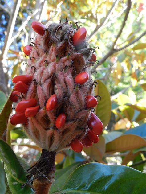 Red Seed Pod From Magnolia Tree Tree With Red Flowers Seed Pods Red