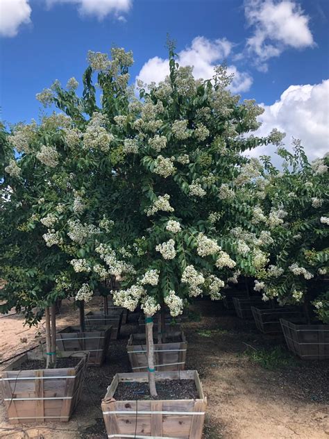 White Crape Myrtle Crape Myrtle Myrtle Tree Blooming Trees