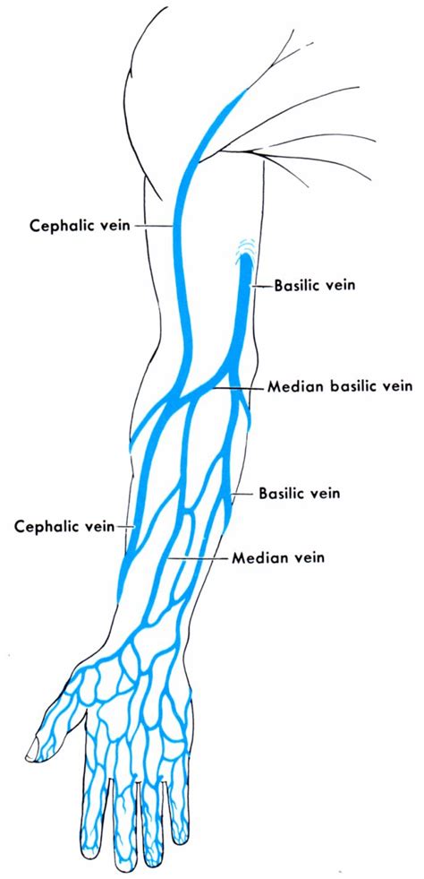 66 Best Veins Anatomy Images On Pinterest Anatomy Anatomy Reference