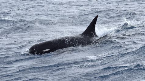 Searching For Type D A New Species Of Killer Whale Protected
