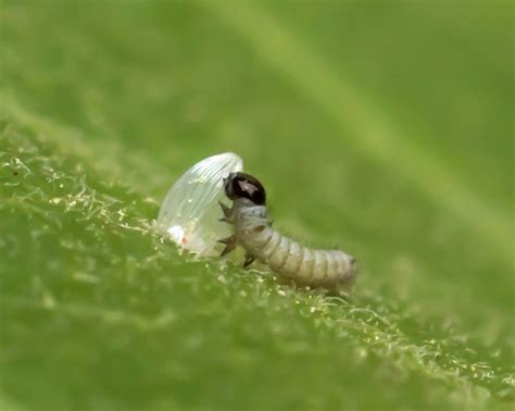Baby Caterpillar Eating Its Eggshell Photograph By Steve Ferro Fine