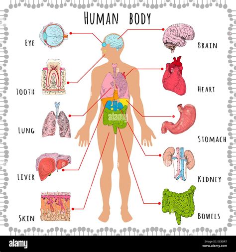 Cuerpo Humano Medical Infograf A Con Silueta De Persona Y Rganos