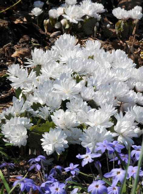 Sanguinaria Canadensis Multiplex Double Flowered Bloodroot