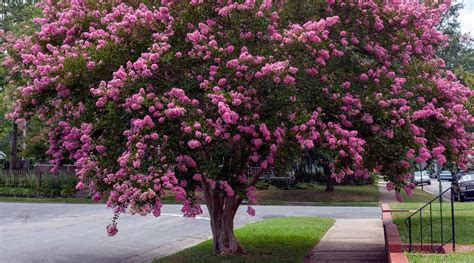 How To Plant Grow And Care For Crape Myrtles 2023