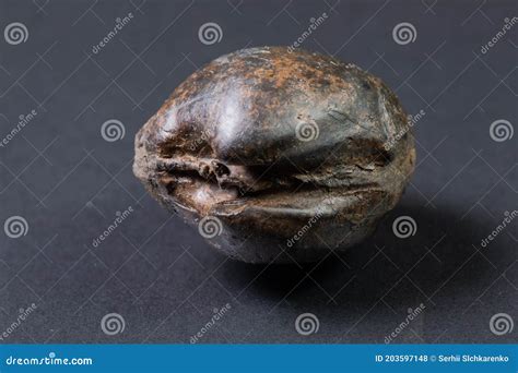 Fossilized Ammonite Ancient Fossil Cephalopod Mollusc Stock Photo