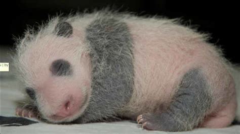 Panda Cub At National Zoo Is Growing Weighs Nearly 2 Pounds Abc7 New