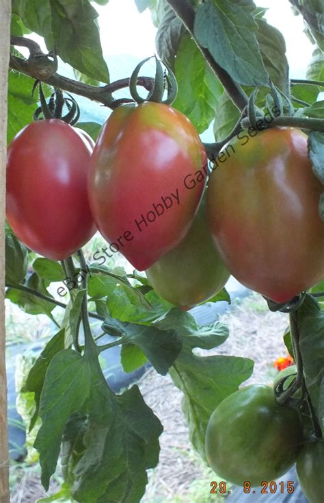 Pink Tomatoes Tarasenkos Pink Rozovyi Tarasenko Tomato