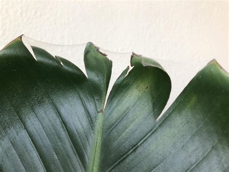 Bird Of Paradise Has White Spots And Webs Plus More In The Houseplants