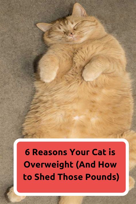 Top 6 Reasons Your Cat Is Overweight Cat Diet Overweight Cats