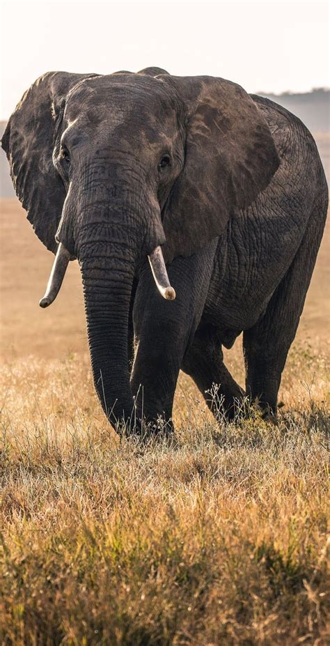 About Wild Animals Picture Of A Majestic Elephant Wild Animal