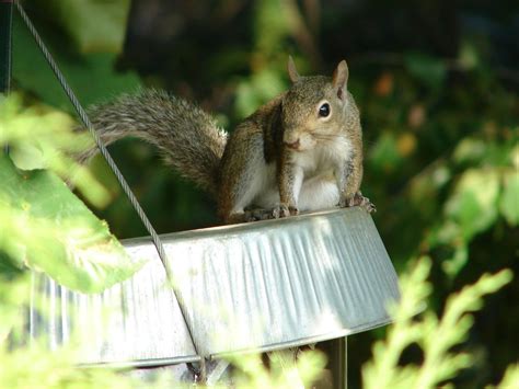 Squirrel Removal And Control Wildlife Control Solutions