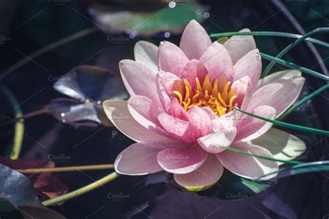 Beautiful Pink Lotus Flower High Quality Nature Stock Photos