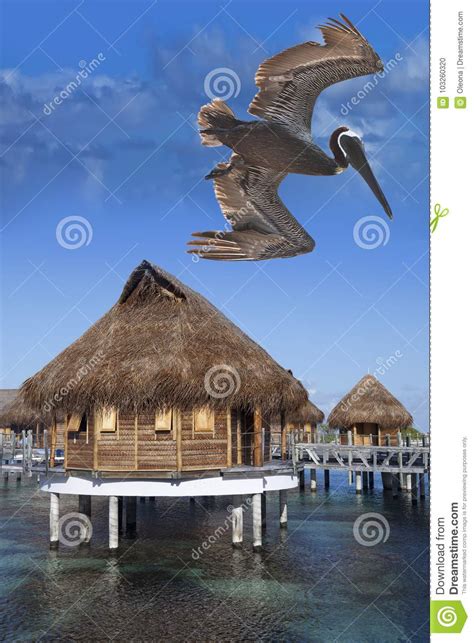 Huts In Tropics Over The Sea And A Pelican Stock Photo Image Of Huts