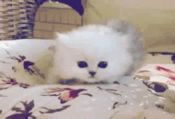 See more of cute cat gifs on facebook. cute cat gif on Tumblr