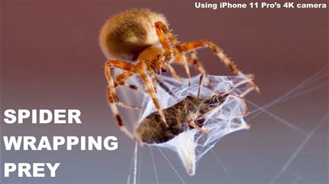 Spider Catching Huge Prey And Wrapping Dramatic Video Youtube
