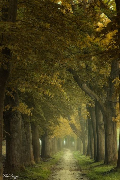 Ciel Hogwarts Tree Tunnel Mystical Forest Forest Photography