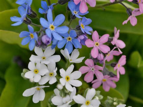 Forget Me Not Flowers Myosotis Wikipedia There Are About 70