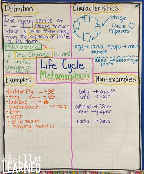 Life Cycles And Metamorphosis Science Stations Articles And Graphic