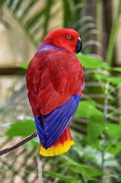Parrot Encyclopedia | Eclectus Parrot | World Parrot Trust