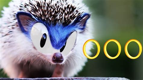 Real Hedgehog Becomes Sonic The Hedgehog Youtube