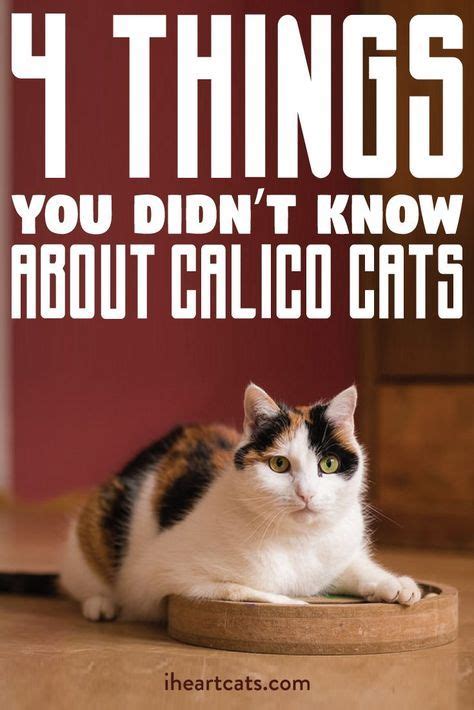 X Linked Genetics In The Calico Cat Worksheet