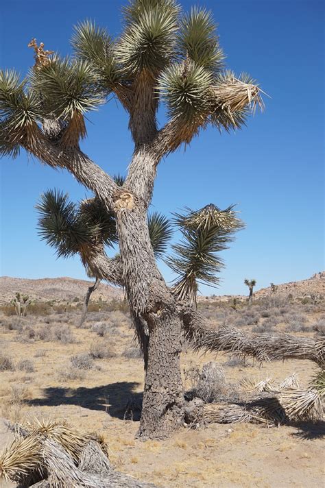 Gayles Blog ~ Our Travels Across The Us Joshua Tree National Park