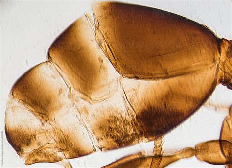 Insect Ant Abdomen Light Micrograph By Stocksy Contributor Pansfun
