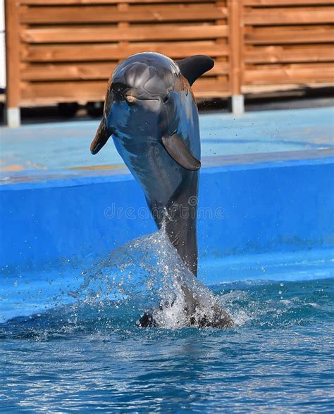 Dolphin In The Aquarium Stock Photo Image Of Pacific 125774918