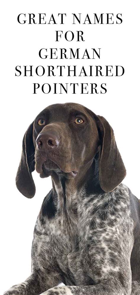 German Shorthaired Pointer Names You And Your Dog Will Love Bodytech