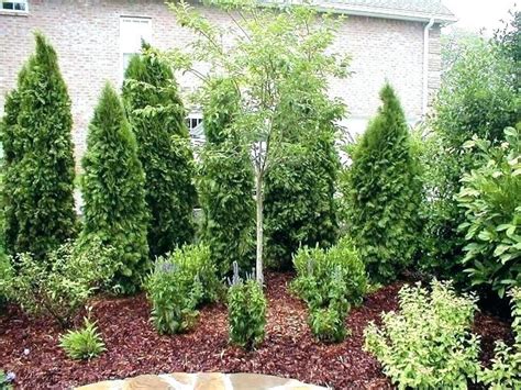 Best Privacy Trees For Small Backyard Trees Backyard Trees Privacy