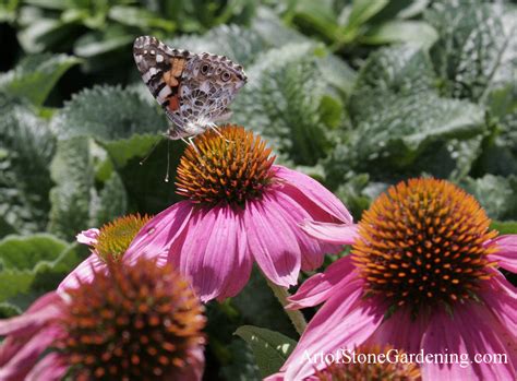 This mix of annuals and perennials ensures that there will be plenty of nectar and pollen for butterflies for the entire growing season. Perennials to Attract Butterflies, Pollinators - Backyard ...