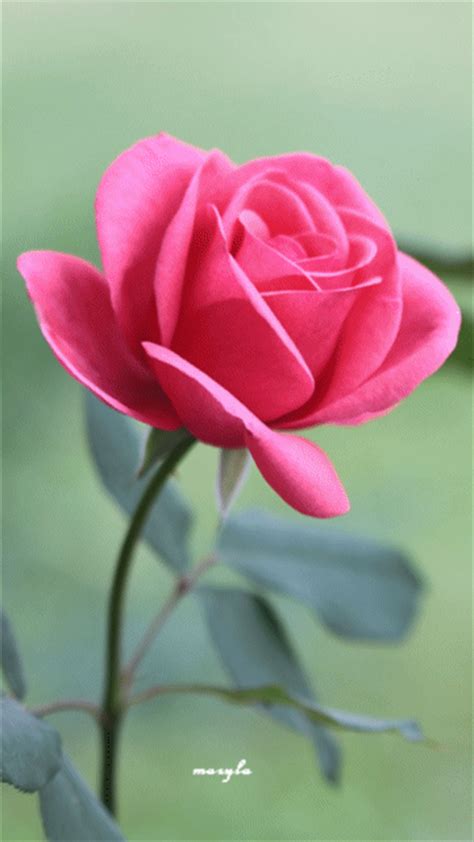 Rose wallpaper is an android app for phones and tablets which contain floral pictures and pink flowers live wallpapers hd flowers images gif rose gi love gif collection pictures of flowers beautiful images to share flowers and rosesanimated gif best of. Decent Image Scraps: Beautiful Rose