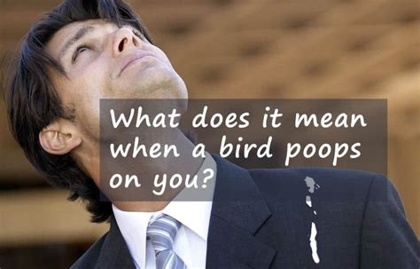 What Does It Mean When A Bird Poops On You Lucky Or Disgusting