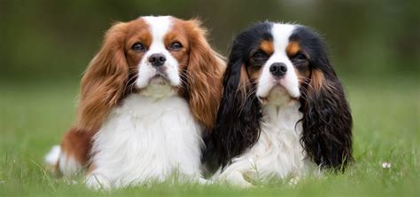 Parents on site, come health checked, up to date on warming and. Cavalier King Charles Spaniel Puppies for Sale ...