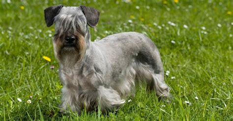 Cesky Terrier Dog Breed Complete Guide A Z Animals